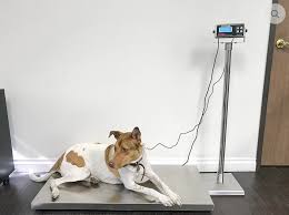 300kgs Veterinary Scale / Pet Scale